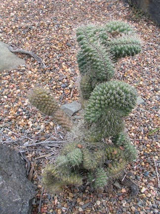 Ботанический сад Вуллонгонгского университета