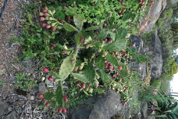 Ботанический сад Вуллонгонгского университета