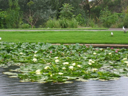 Ботанический сад Вуллонгонгского университета