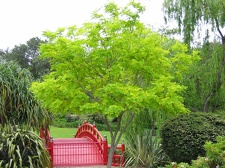 Ботанический сад Вуллонгонгского университета