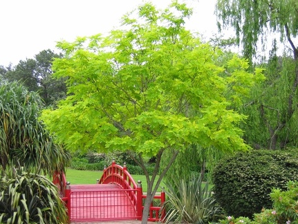 Ботанический сад Вуллонгонгского университета