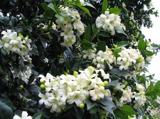 Ботанический сад Вуллонгонгского университета