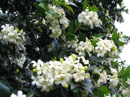 Ботанический сад Вуллонгонгского университета