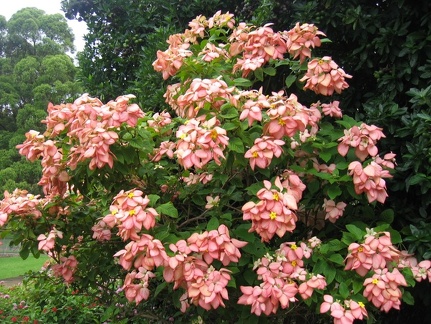 Ботанический сад Вуллонгонгского университета