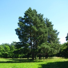  Парк &quot;Александрия&quot; (г. Белая Церковь, Украина)