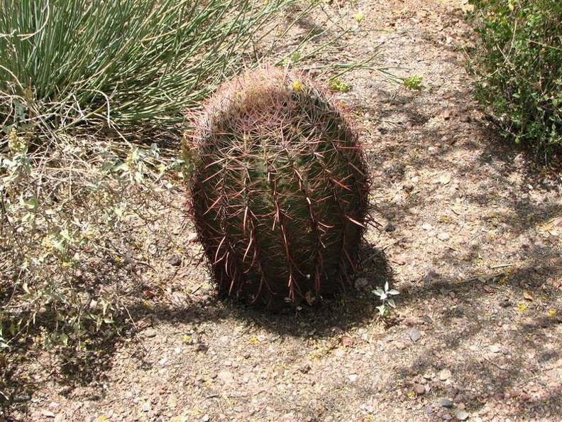 arizona_0185.JPG