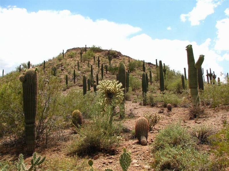 arizona_0208.JPG