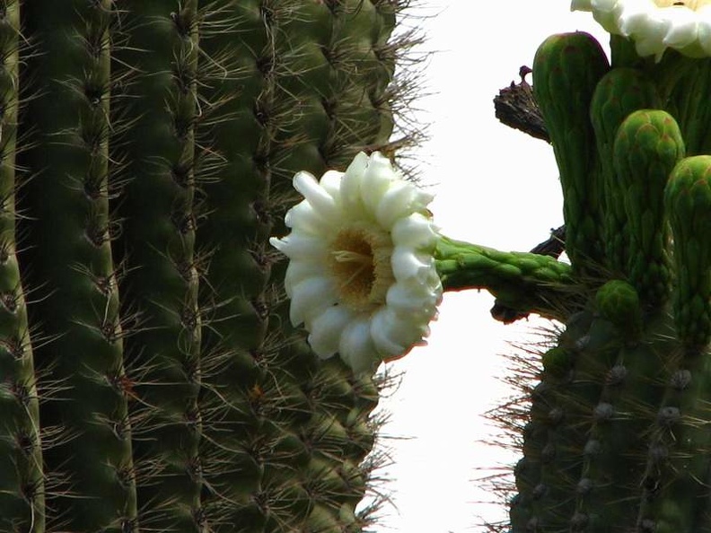 arizona_0229.JPG