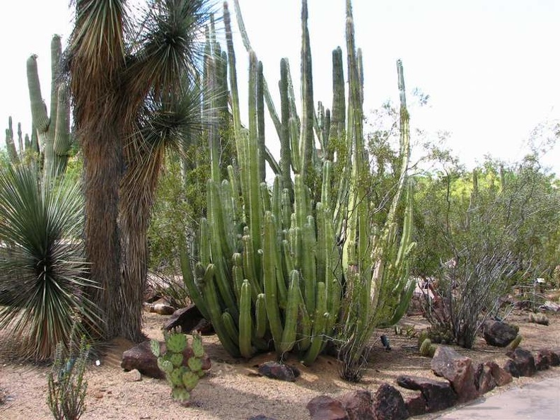 arizona_0232.JPG