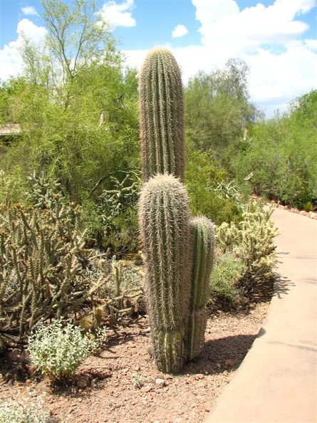 arizona_0241.JPG