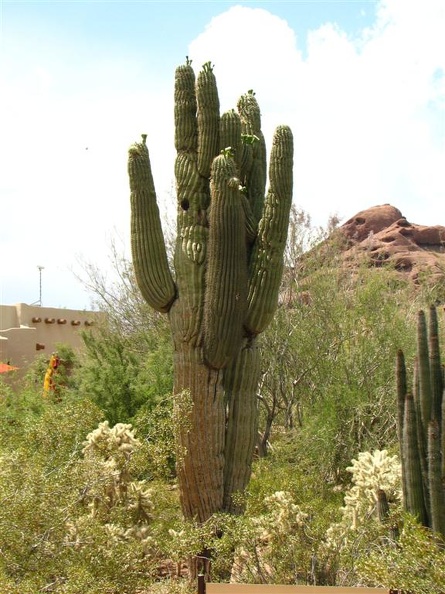 arizona_0246.JPG