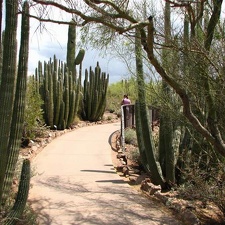 Ботанический сад штата Аризона (США)