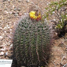 Ботанический сад штата Аризона (США)