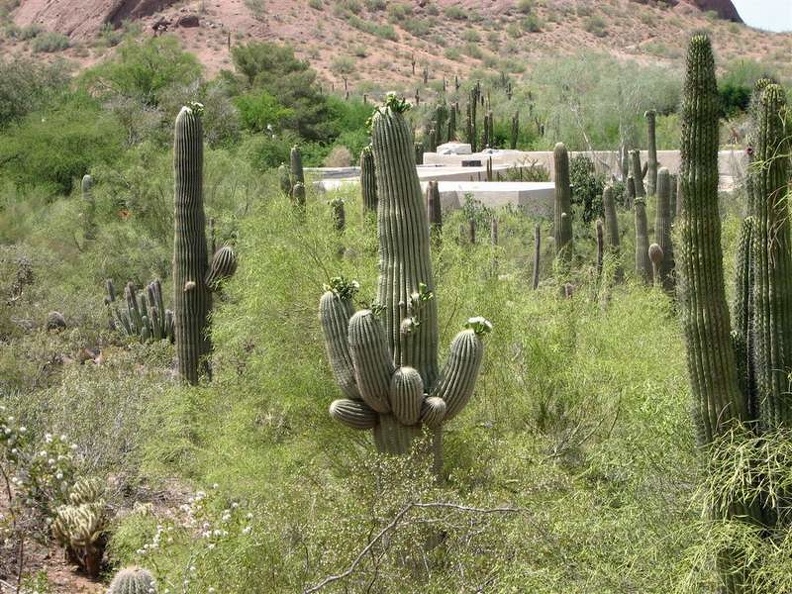 arizona_0268.JPG
