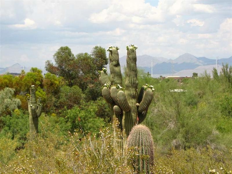 arizona_0282.JPG