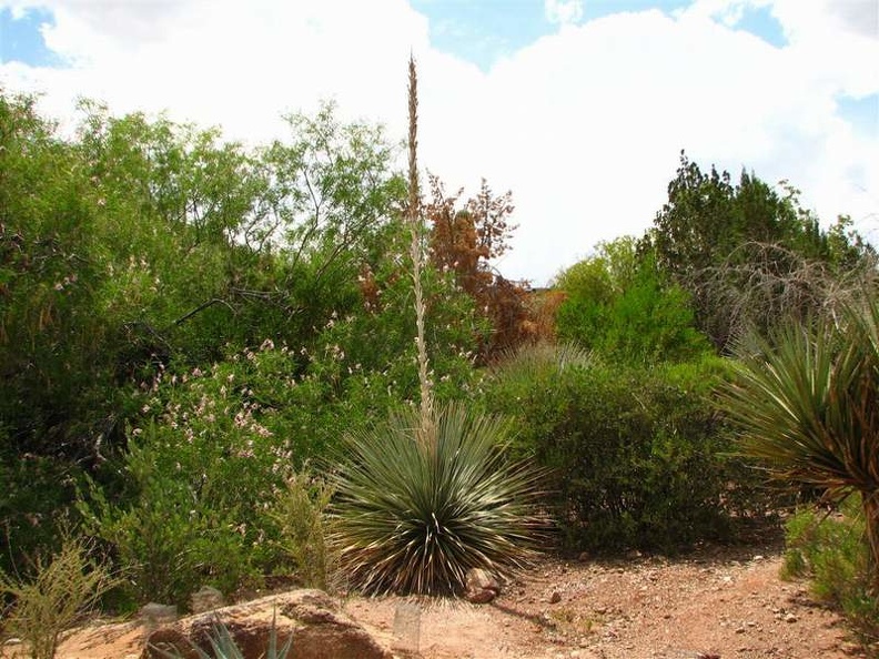 arizona_0307.JPG