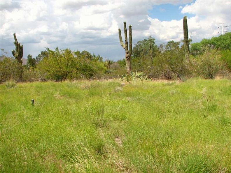 arizona_0308.JPG