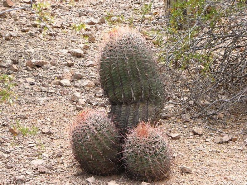 arizona_0359.JPG