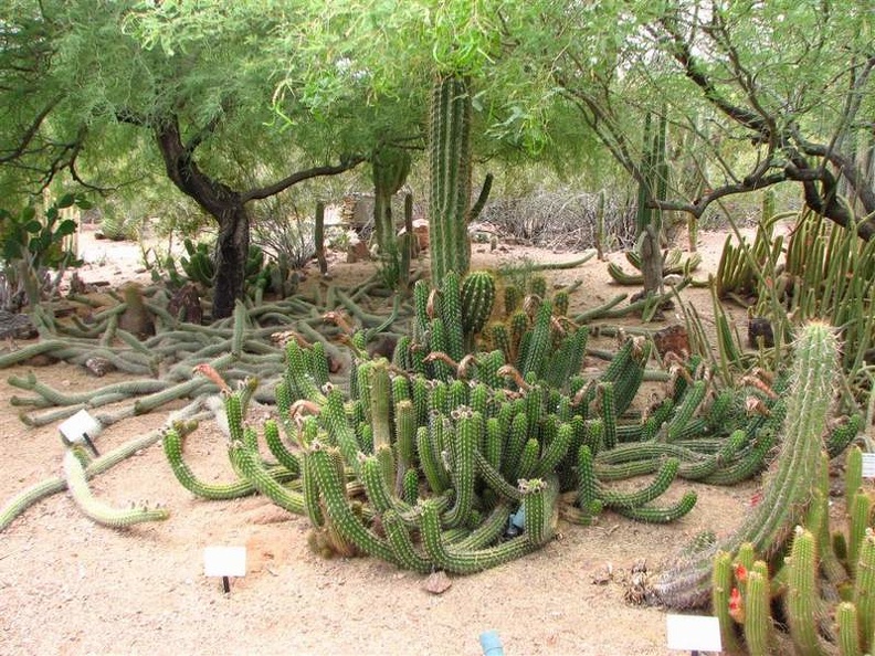 arizona_0379.JPG