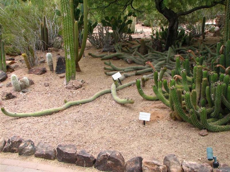 arizona_0383.JPG