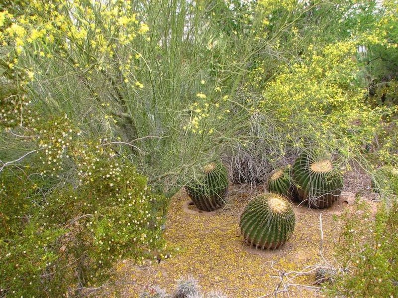 arizona_0404.JPG