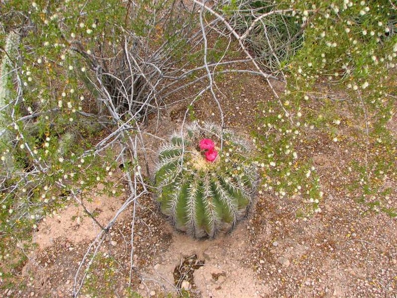 arizona_0406.JPG