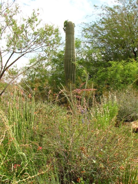 arizona_0452.JPG