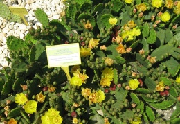 Ботанический сад в Балчике (Болгария) 2008