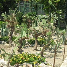 Ботанический сад в Балчике (Болгария) 2008 (1817 відвідувань) Фото Галина Радкова (Варна, Болгария)
Ботанический сад в Балчике (Болгария) 2008