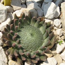 Ботанический сад в Балчике (Болгария) 2008 (1777 відвідувань) Фото Галина Радкова (Варна, Болгария)
Ботанический сад в Балчике (Болгария) 2008