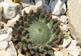 Ботанический сад в Балчике (Болгария) 2008
