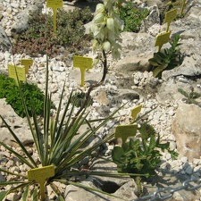 Ботанический сад в Балчике (Болгария) 2008