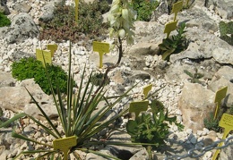 Ботанический сад в Балчике (Болгария) 2008