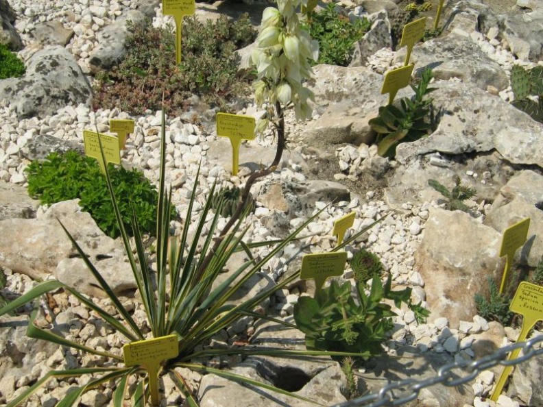 Ботанический сад в Балчике (Болгария) 2008