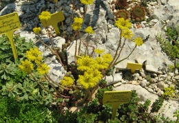 Ботанический сад в Балчике (Болгария) 2008