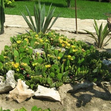 Ботанический сад в Балчике (Болгария) 2008 (1811 відвідувань) Фото Галина Радкова (Варна, Болгария)
Ботанический сад в Балчике (Болгария) 2008