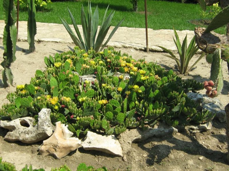 Ботанический сад в Балчике (Болгария) 2008