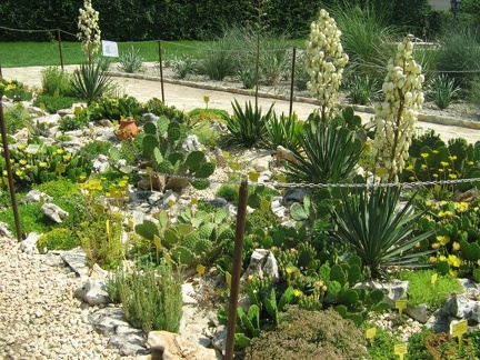 Ботанический сад в Балчике (Болгария) 2008 (1780 відвідувань) Фото Галина Радкова (Варна, Болгария) Ботанический сад в Балчике (Болгария) 2008