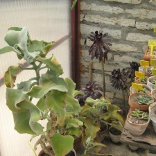 Ботанический сад в Балчике (Болгария) 2008