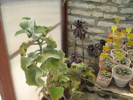 Ботанический сад в Балчике (Болгария) 2008