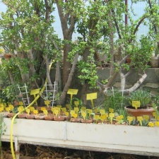 Ботанический сад в Балчике (Болгария) 2008