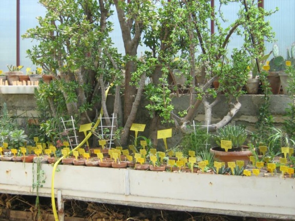 Ботанический сад в Балчике (Болгария) 2008