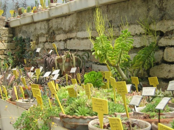 Ботанический сад в Балчике (Болгария) 2008