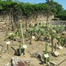 Ботанический сад в Балчике (Болгария) 2008