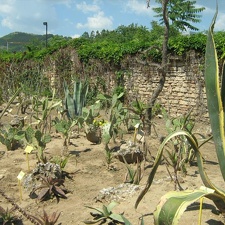 Ботанический сад в Балчике (Болгария) 2008