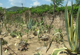 Ботанический сад в Балчике (Болгария) 2008