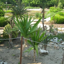 Ботанический сад в Балчике (Болгария) 2008