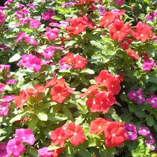 Catharanthus roseus  Cooler Orchid Deep