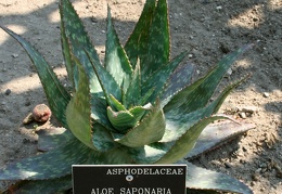 Ботанический сад в Балчике (Болгария) 2013
