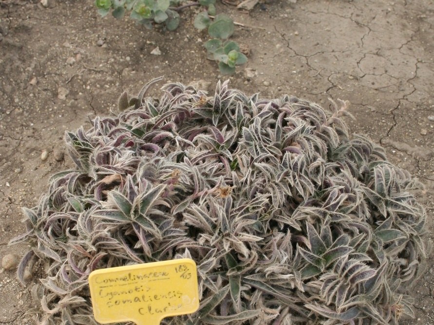 Ботанический сад в Балчике (Болгария) 2013